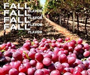 Taste the amazing flavor of a California fall with fresh and delicious grapes from California. | Grapes From California
