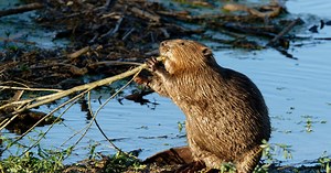 Wielkie przenosiny lubianego w Polsce gryzonia. Z Warszawy pod Suwałki