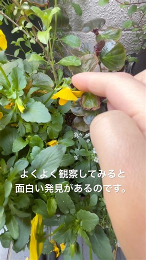 ビオラはこうやって子孫を増やすのかい？#植物 #花 #庭作業 #庭 #ガーデニング #花壇 #ビオラ #パンジー #園芸
