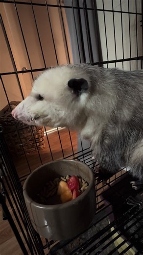 A little fruit nosh and after eating cleaning. ##opossum##exoticpets##cute##fruit##eating