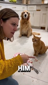 Dog pretending to be invisible 😂 | Cute Cat Page