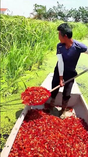 The process of feeding crayfish shells to softshell turtles