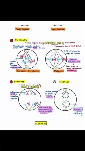 “Class 11 Bio Made Easy: Cell cycle and cell division!!"