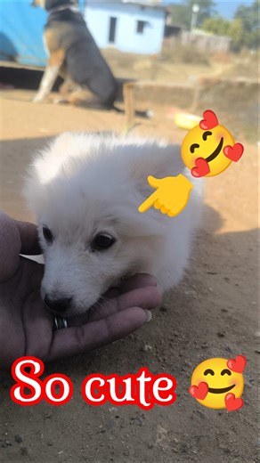 so cute Pomeranian baby