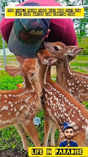 This family found three baby deer that had Lost their mother and adopted them #deer