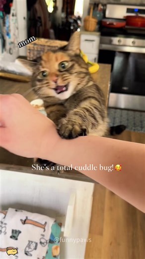Cuddle Overload: My Cat's Unbreakable Bond