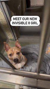 I get so many requests from small rescues to help promote their adoptable dogs and I always share them on Instragram but haven't been doing so on Facebook yet. So over the next few weeks I will begin sharing adoptable dogs from rescues that send me their dogs to promote. The following video is from @the.invisible.8 on instagram. They are a rescue in Hempsted, NY and many of their dogs have been waiting for homes for YEARS. Please reach out to them if you are interested in any of their sweet babi