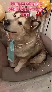 26.11.2017 Happy Birthday im Himmel, mein Thai🪽 Heute ist dein Tag, mein Junge. Und jedes Jahr, wenn dieser Tag kommt, kämpft mein Herz zwischen Lächeln und Zerbrechen. Ich sehe dich in jedem Clip.…… wie du mich anschaust, wie du feierst, wie du lebst.…. und ich merke wieder, was fur ein Geschenk du für mich warst. Was für ein Geschenk du immer bleiben wirst. Ich vermisse dich jeden einzelnen Tag, Thai🪽 Aber an deinem Geburtstag brenntdieser Schmerz noch ein Stück tiefer. Weil ich weiß, dass d