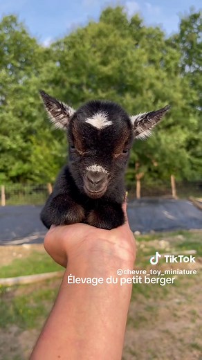 Élevage du Petit Berger : La Passion des Chèvres Miniatures