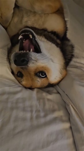 He asked for a boop.. not a SMACK ATTACK! #cute #shorts #dogs #funny #shibainu #dogshorts #lol #omg