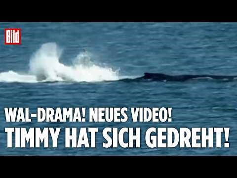 OSTSEE: Wal-Drama! Timmy hat sich gedreht! Zwölf-Tonnen-Koloss kämpft ums Überleben!