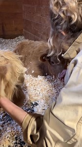 3.9M views · 254K reactions | A milestone birthday could only call for two things… Meet Tater & Tot! Happy birthday, Kyra you deserve the world, and more. I love you! | Kevin Bacon | Facebook