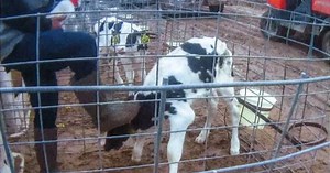 Retailers pull Fairlife dairy products after 'chilling' video shows calves being abused at farm