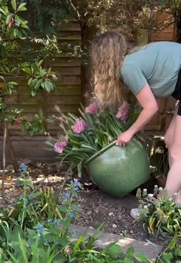 Transplanting Dwarf Irises: A Gardening Guide