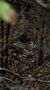 HUNT IS LIVE!! Land Specialist Matt Young - Whitetail Properties, Western KY get's his chance at a Kentucky stud in the timber! Watch it here: https://youtu.be/-sK1kx1kSHQ | Whitetail Properties