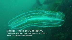 2.6K views · 58 reactions | Another fabulously unique marine...