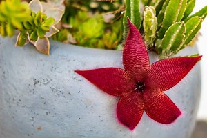Le cactus incontournable de l'été, pourquoi tout le monde en veut un maintenant ?