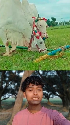 Lovely ox animal 😎❤️ Sigma rule | inspirational quotes | motivational quotes #shorts #motivational