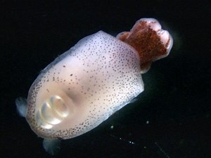 Spirula - Alchetron, The Free Social Encyclopedia