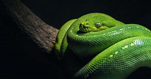 Depois de anos, a ciência descobriu que as cobras têm clitóris