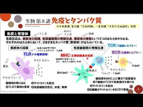 【高校生物】第8講「免疫とタンパク質」