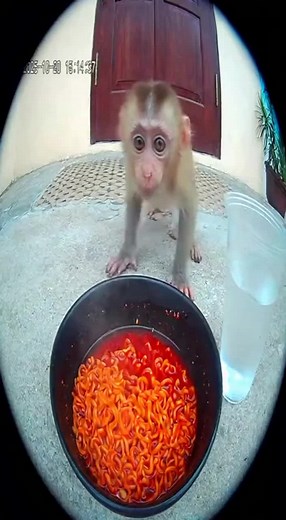 Mono comiendo ramen picante Buldak