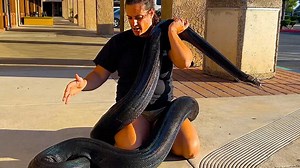 Rainbow reticulated python growth update: meet Love!