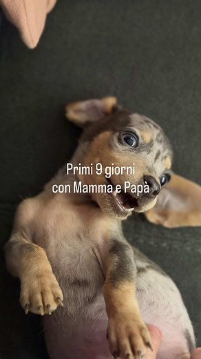 Primi giorni tranquilli 👹✨#puppy #bassottino #kaninchen #dachshund