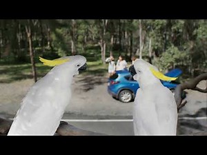 You with RACQ? Roadside Assistance - Cockatoos