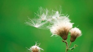 Slow Motion Video Seeds Wind Stock Footage Video (100% Royalty-free) 19461388 | Shutterstock