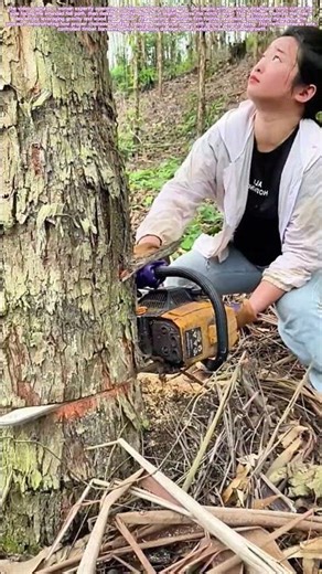 Mastering the Saw: The Skill Behind Felling Timber with a Chainsaw