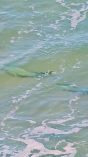 Fishing Adventure: Catch Big Snapper and Kingfish