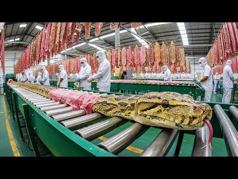 Inside the Python Processing Factory: How Snake Skin Becomes a Luxury Purse