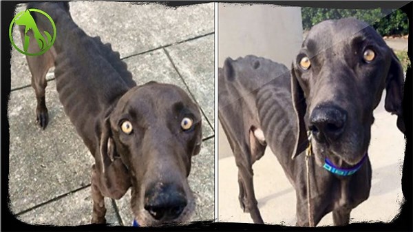 Starving Dog Ate Sticks and Stones to Survive