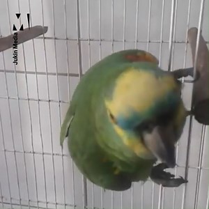 Can you tell what it is yet? 🦜🎵 | Metro