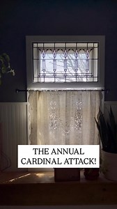 Every spring without fail! Mr. Cardinal defends his lady-friend, who is sitting on a nest of eggs in the juniper bush outside our house. He’s not attacking us, but his own reflection in the window. He works his way around the house every day, multiple times a day, hitting just about every window we have. Cardinals are very territorial, and he’s an incredible defender of his family. Bless his heart. | Whole-Fed Homestead