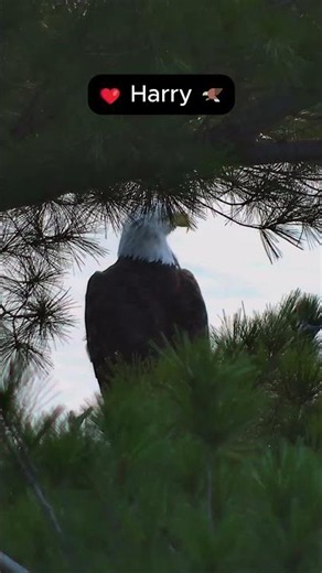 A Peaceful Morning Together on the Perch 🌅🦅