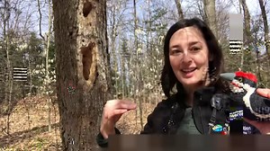3.9K views · 92 reactions | Which local bird builds homes for a wide variety of other creatures? The Pileated Woodpecker! Learn all about our largest woodpecker and the important jobs it has in our forests. #AtHomeWithNature | Toronto and Region Conservation Authority | Facebook