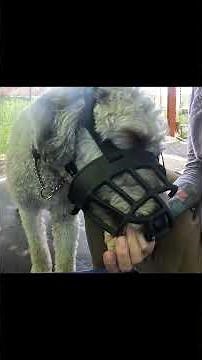 Muzzle Outreach Satchel Last Resort Rescue provides community support