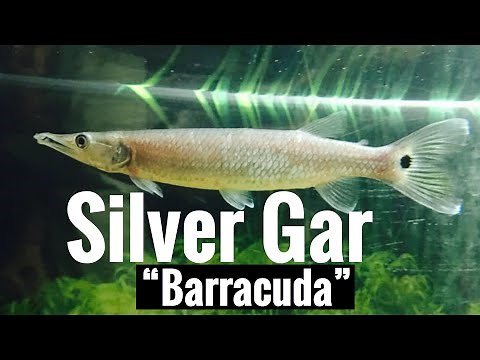 Hujeta Silver Gar “Barracuda” Care
