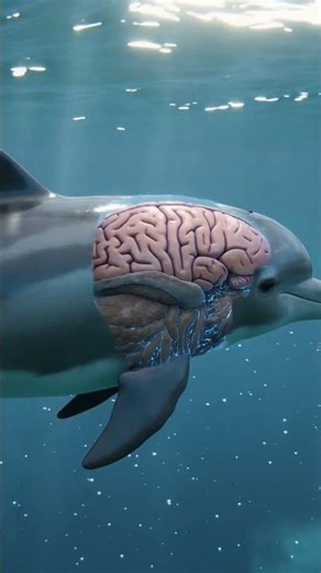Why Dolphins Are So Smart 🧠🐬