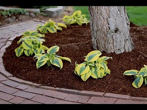 Planting a Hedge of Autumn Frost Hostas! 🌿💚// Garden Answer