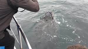 167K views · 848 reactions | I'm sure we all want to see a whale up close, especially after watching this video. This is really fantastic! | Rumble | Facebook