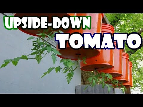 How To Build Upside Down Tomato Bucket - Gardening Tips