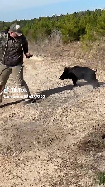 Making barr hogs great again. #boarsnbroads#hogdogsoftiktok#hogdogsofeasttexas#easttexasrescuedogs#texascheck