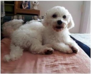 2.8K views · 53 reactions | PLEASE SHARE IF YOU CAN’T ADOPT AND HELP...