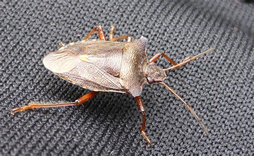 Meet the destructive invasive species trying to get in your home this fall - The Weather Network