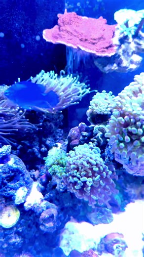 Weekend vibes!! Have a great weekend my friends!! . . #azsaltwateraddicts #reef #weekend #vibes #hobby