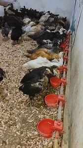 🐔🐔🐔🐓🐔🐓🐓🐓 #music #artist #rodeo #artists #ontario #canada #playful #innerpeace #spirituality | M.ay.fareme