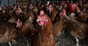 Bird Flu Is Raising Red Flags Among Health Officials | Johns Hopkins Bloomberg School of Public Health